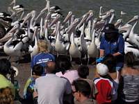 Feeding the Pelicans at The Entrance