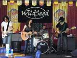 Wildseed