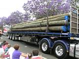 Jacaranda Procession 2008