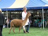 Alpacas - Grafton Show 2010