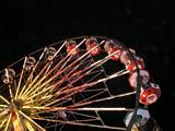 Ferris Wheel - Grafton Show 2010