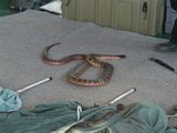 Snake at Reptile Display - Grafton Show 2013