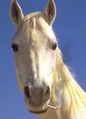 Horse Smoking, pony smoking